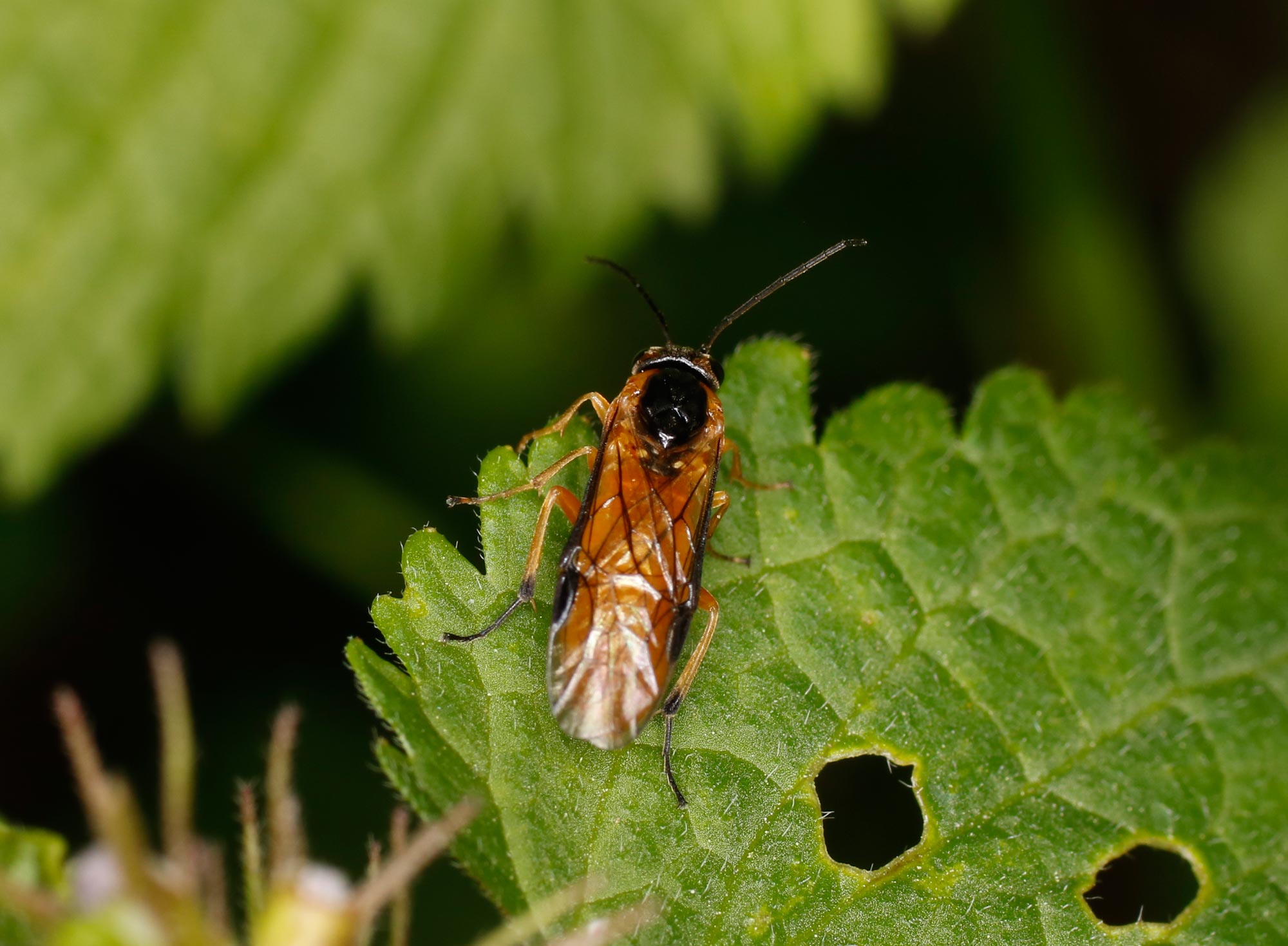 Tenthredinidae Nematinae da ID: forse Pteronidea sp.